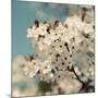 Spring Blossom on Tree 006-Tom Quartermaine-Mounted Giclee Print