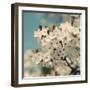 Spring Blossom on Tree 006-Tom Quartermaine-Framed Giclee Print