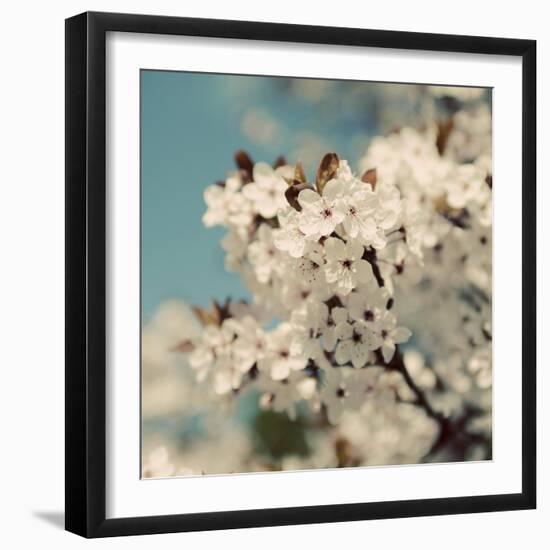 Spring Blossom on Tree 006-Tom Quartermaine-Framed Giclee Print