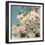 Spring Blossom on Tree 006-Tom Quartermaine-Framed Giclee Print