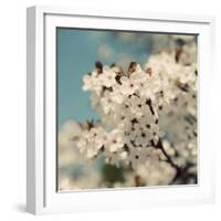 Spring Blossom on Tree 006-Tom Quartermaine-Framed Giclee Print