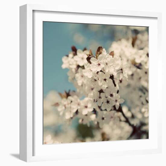 Spring Blossom on Tree 006-Tom Quartermaine-Framed Giclee Print