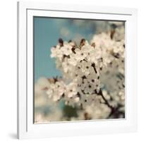 Spring Blossom on Tree 006-Tom Quartermaine-Framed Giclee Print