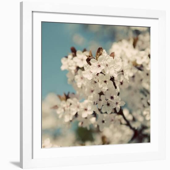 Spring Blossom on Tree 006-Tom Quartermaine-Framed Giclee Print