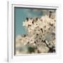 Spring Blossom on Tree 006-Tom Quartermaine-Framed Giclee Print