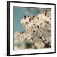 Spring Blossom on Tree 006-Tom Quartermaine-Framed Giclee Print