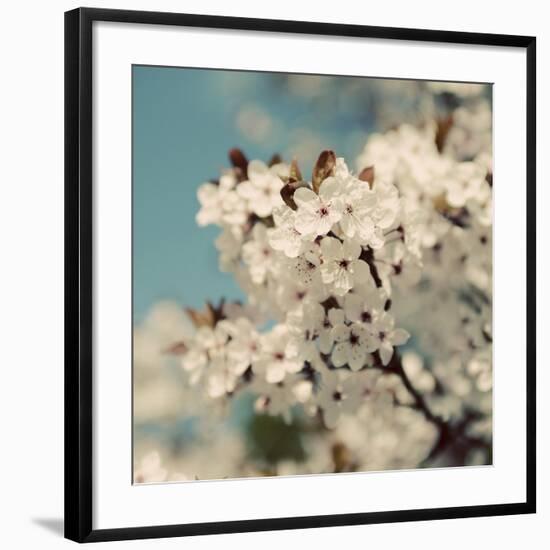 Spring Blossom on Tree 006-Tom Quartermaine-Framed Giclee Print