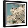 Spring Blossom on Tree 006-Tom Quartermaine-Framed Giclee Print