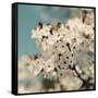 Spring Blossom on Tree 006-Tom Quartermaine-Framed Stretched Canvas