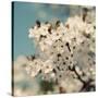 Spring Blossom on Tree 006-Tom Quartermaine-Stretched Canvas