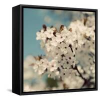 Spring Blossom on Tree 006-Tom Quartermaine-Framed Stretched Canvas