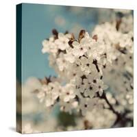 Spring Blossom on Tree 006-Tom Quartermaine-Stretched Canvas