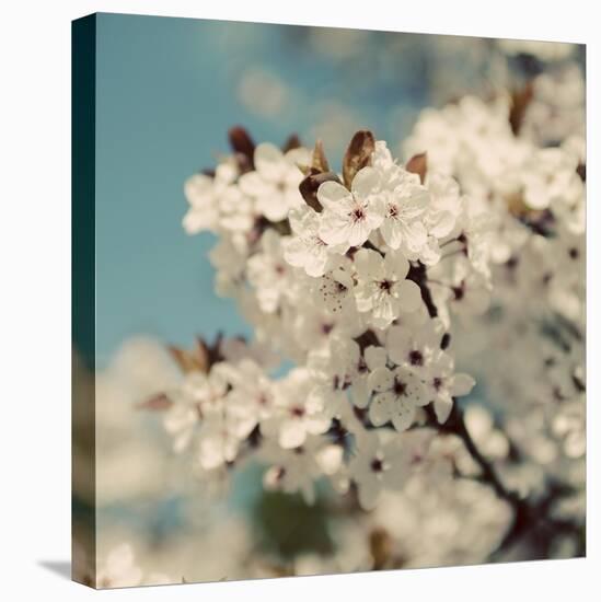Spring Blossom on Tree 006-Tom Quartermaine-Stretched Canvas