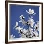 Spring Blossom on Tree 007-Tom Quartermaine-Framed Giclee Print