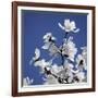 Spring Blossom on Tree 007-Tom Quartermaine-Framed Giclee Print