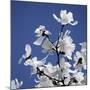 Spring Blossom on Tree 007-Tom Quartermaine-Mounted Giclee Print