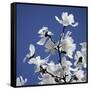 Spring Blossom on Tree 007-Tom Quartermaine-Framed Stretched Canvas