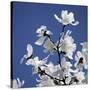 Spring Blossom on Tree 007-Tom Quartermaine-Stretched Canvas