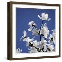 Spring Blossom on Tree 007-Tom Quartermaine-Framed Giclee Print