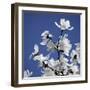 Spring Blossom on Tree 007-Tom Quartermaine-Framed Giclee Print