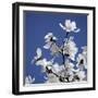 Spring Blossom on Tree 007-Tom Quartermaine-Framed Giclee Print