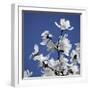 Spring Blossom on Tree 007-Tom Quartermaine-Framed Giclee Print