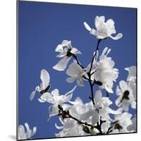 Spring Blossom on Tree 007-Tom Quartermaine-Mounted Giclee Print