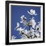 Spring Blossom on Tree 007-Tom Quartermaine-Framed Premium Giclee Print