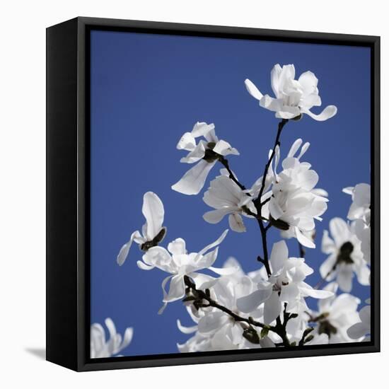 Spring Blossom on Tree 007-Tom Quartermaine-Framed Stretched Canvas