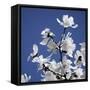 Spring Blossom on Tree 007-Tom Quartermaine-Framed Stretched Canvas