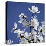 Spring Blossom on Tree 007-Tom Quartermaine-Stretched Canvas
