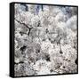 Spring Blossom on Tree 008-Tom Quartermaine-Framed Stretched Canvas