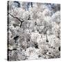 Spring Blossom on Tree 008-Tom Quartermaine-Stretched Canvas