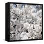 Spring Blossom on Tree 008-Tom Quartermaine-Framed Stretched Canvas