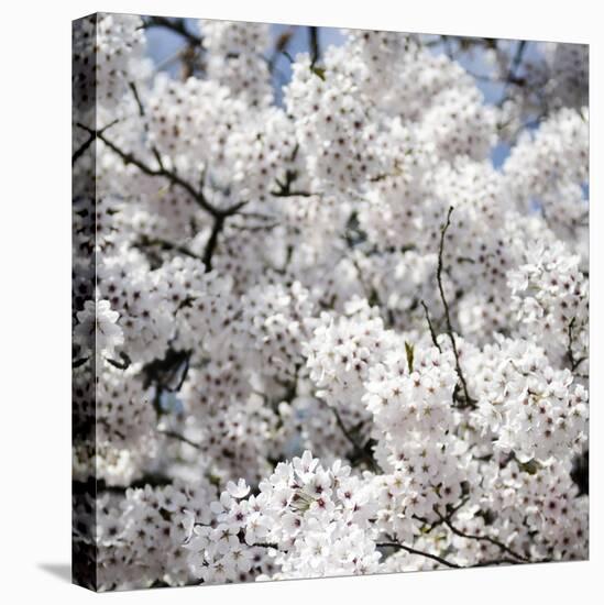 Spring Blossom on Tree 008-Tom Quartermaine-Stretched Canvas