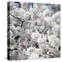 Spring Blossom on Tree 008-Tom Quartermaine-Stretched Canvas