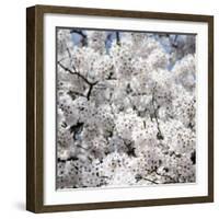 Spring Blossom on Tree 008-Tom Quartermaine-Framed Giclee Print