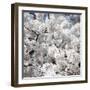 Spring Blossom on Tree 008-Tom Quartermaine-Framed Giclee Print