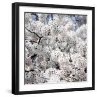 Spring Blossom on Tree 008-Tom Quartermaine-Framed Giclee Print