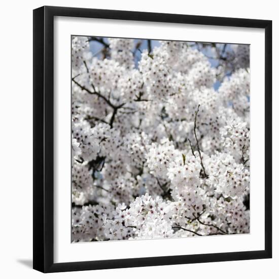 Spring Blossom on Tree 008-Tom Quartermaine-Framed Giclee Print