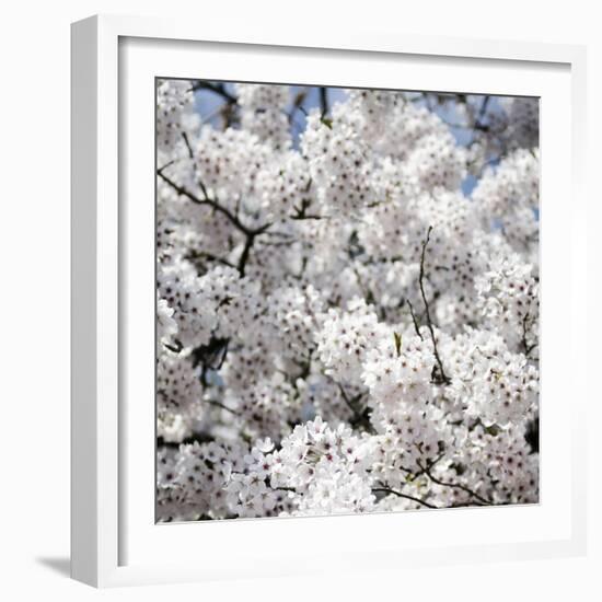 Spring Blossom on Tree 008-Tom Quartermaine-Framed Giclee Print