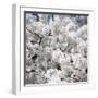 Spring Blossom on Tree 008-Tom Quartermaine-Framed Giclee Print