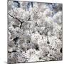 Spring Blossom on Tree 008-Tom Quartermaine-Mounted Giclee Print