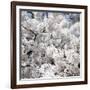 Spring Blossom on Tree 008-Tom Quartermaine-Framed Giclee Print