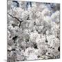 Spring Blossom on Tree 008-Tom Quartermaine-Mounted Giclee Print