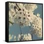 Spring Blossom on Tree 009-Tom Quartermaine-Framed Stretched Canvas