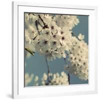 Spring Blossom on Tree 009-Tom Quartermaine-Framed Giclee Print