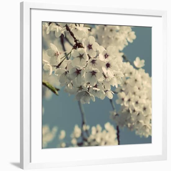 Spring Blossom on Tree 009-Tom Quartermaine-Framed Giclee Print