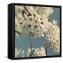 Spring Blossom on Tree 009-Tom Quartermaine-Framed Stretched Canvas