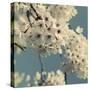 Spring Blossom on Tree 009-Tom Quartermaine-Stretched Canvas